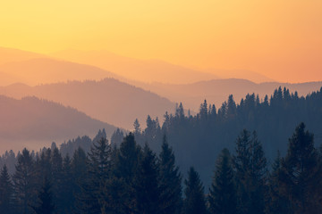 鲸鱼到底是怎样从陆地四肢动物下海进化而来？