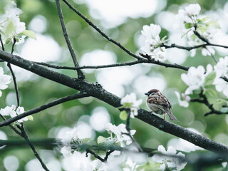 深圳哪里有摘草莓的地方？