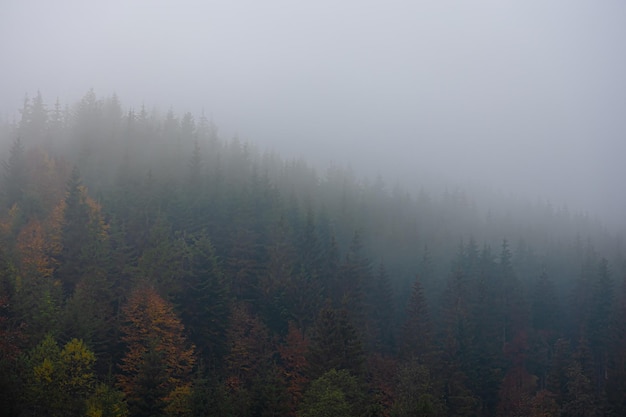 二级残疾证需要什么条件